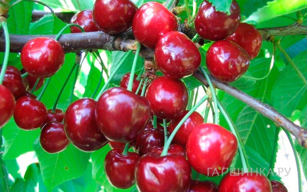 Черешня Теремошка