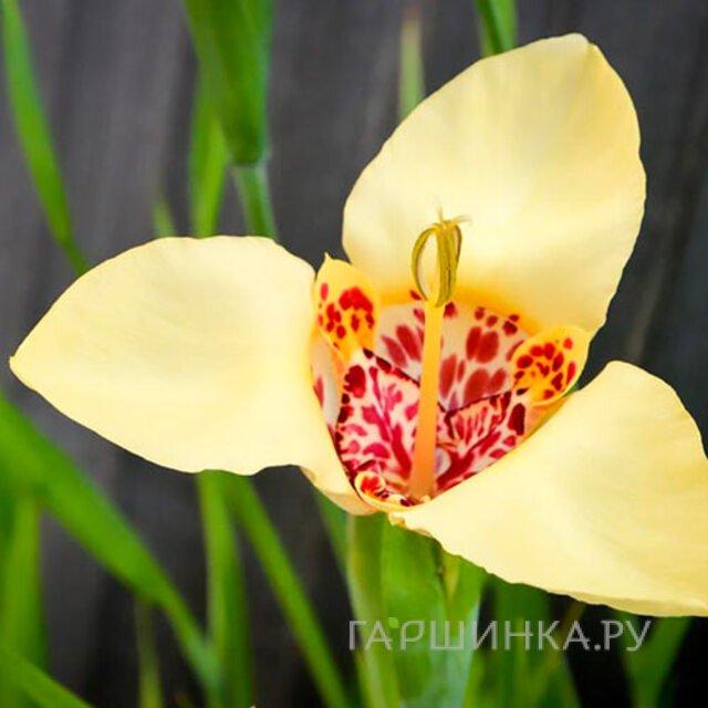 Тигридия Крем 10 шт