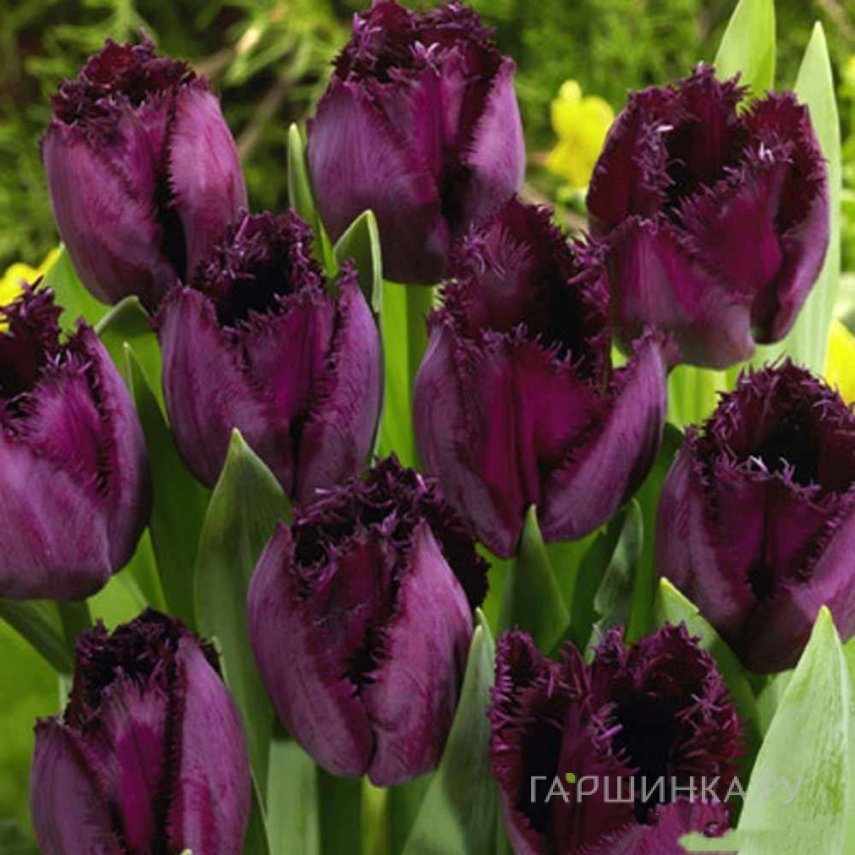 Тюльпан Керли Сью бахромчатый 5шт.