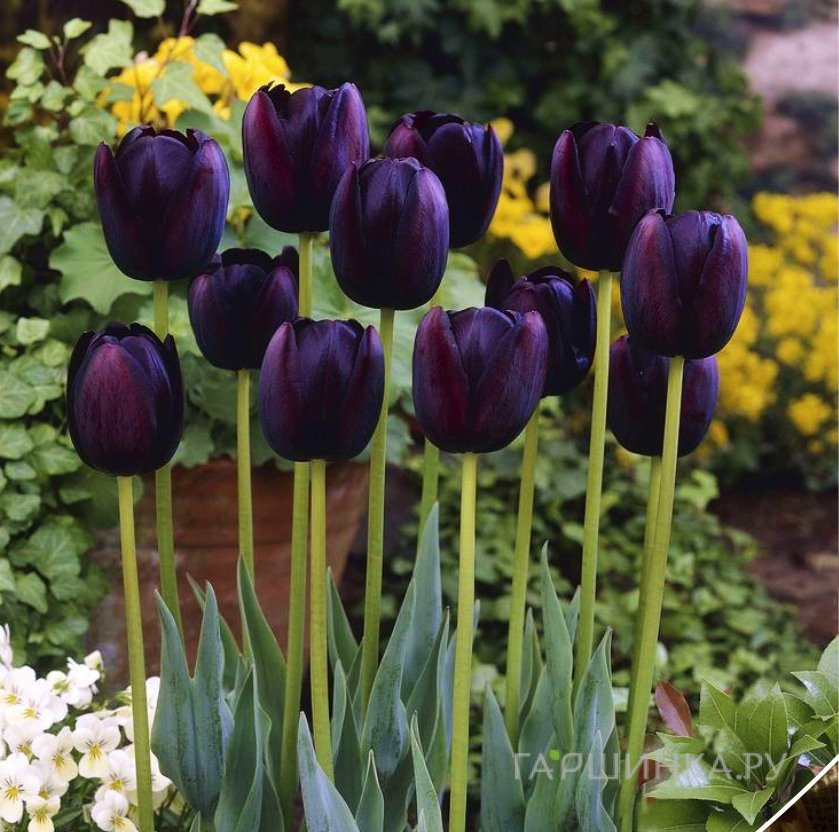 Тюльпан Квин оф Найт простой поздний 5шт.