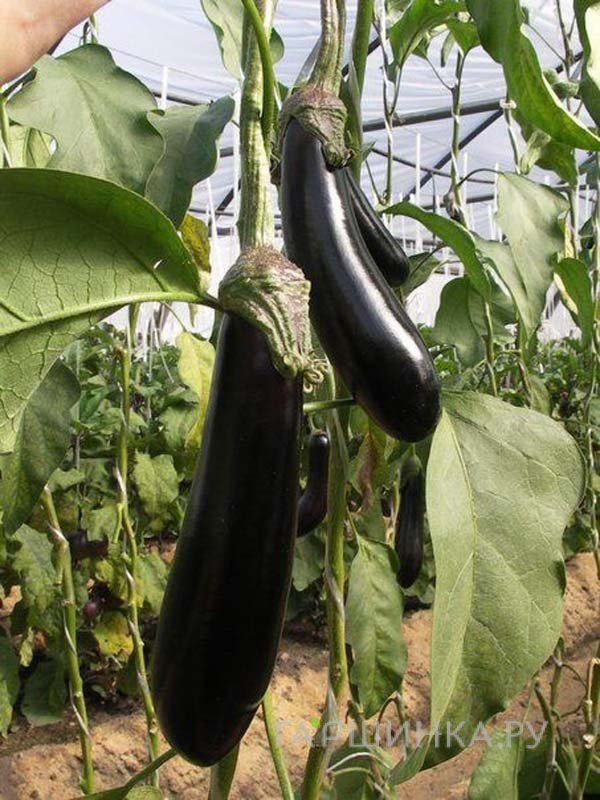 Баклажан Валентина F1