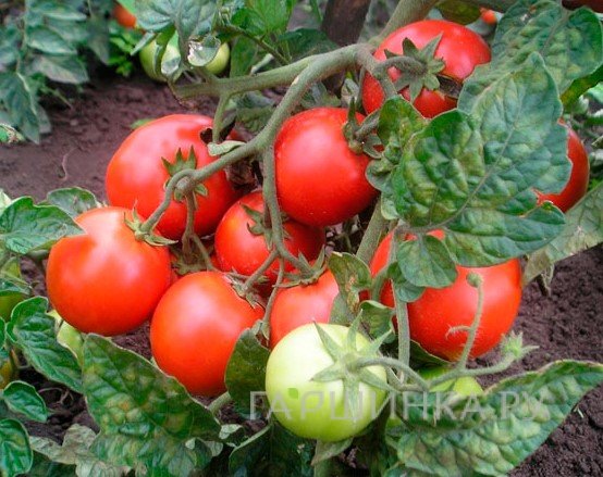 Томат Верлиока F1 томат 12 шт