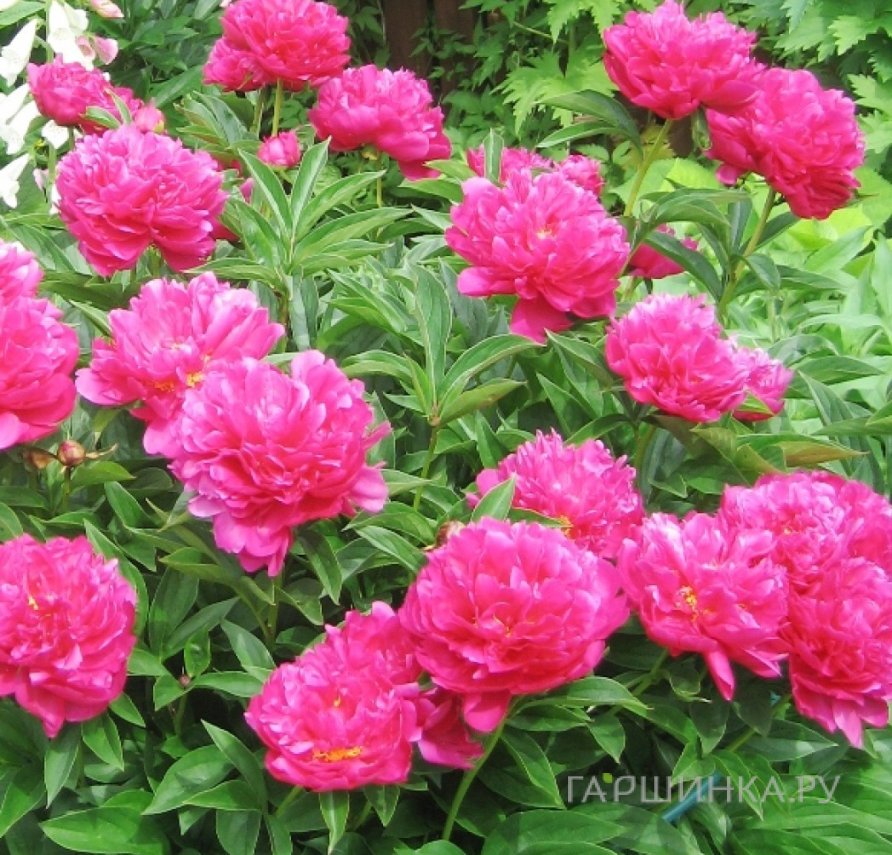 Пион Виктор Де Ла Марне