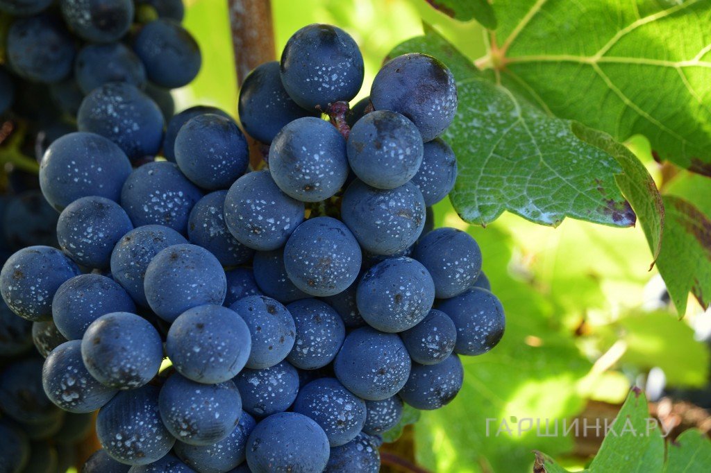 Виноград Каберне Совиньон