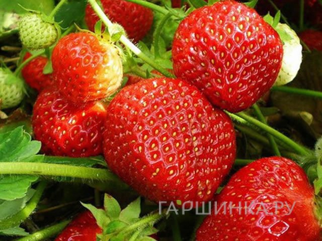 Клубника Витязь