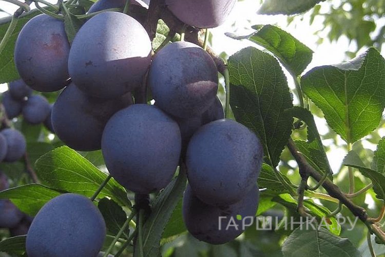 Слива Заречная ранняя