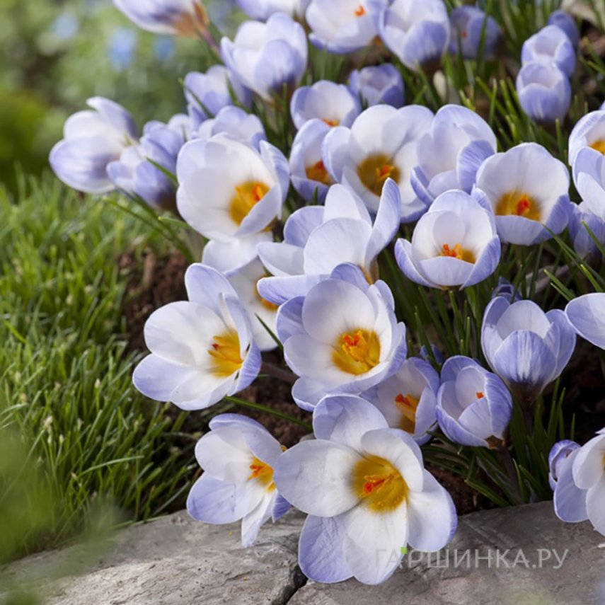 Крокус Блю Перл 15 шт