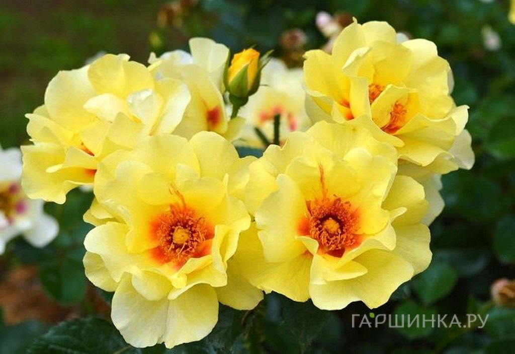 Роза Айконик, Топалович (лиц)