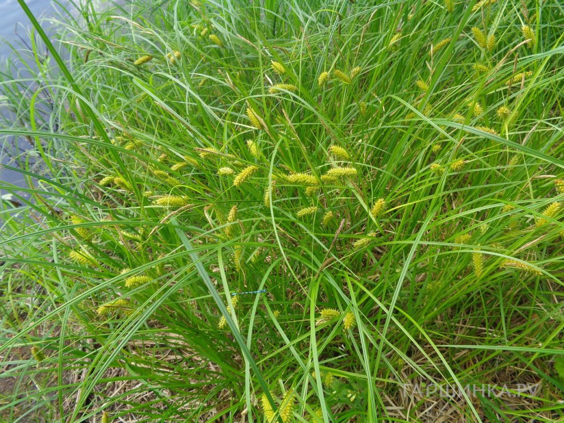 Осока просяная