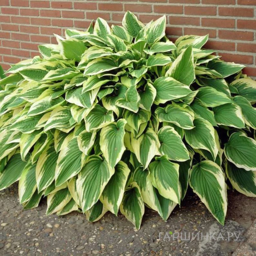 Хоста Антиох (ML)