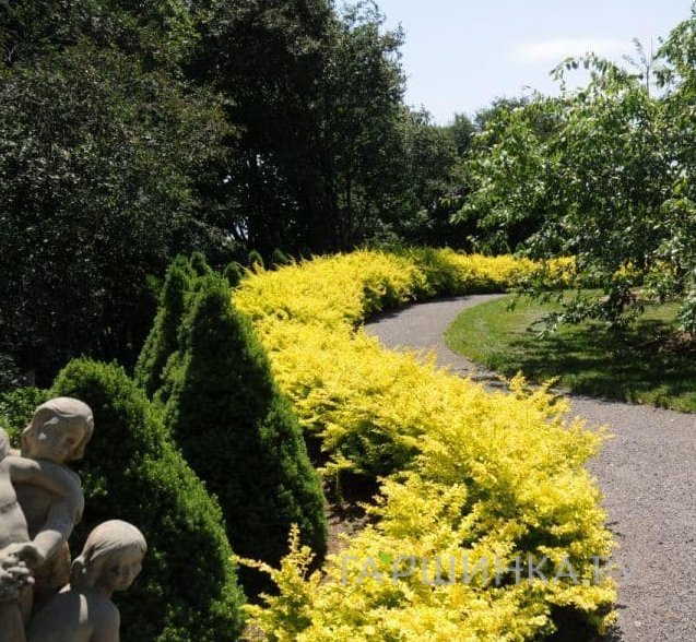 Живая изгородь: Барбарис Ауреа 10шт