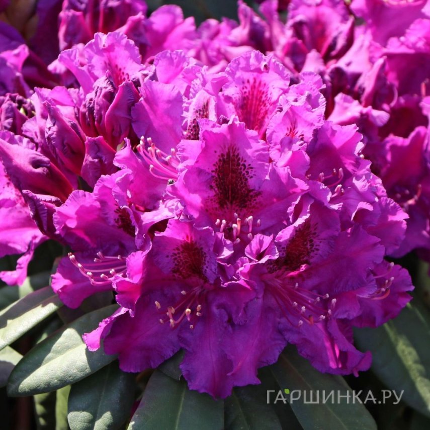 Рододендрон Азурро