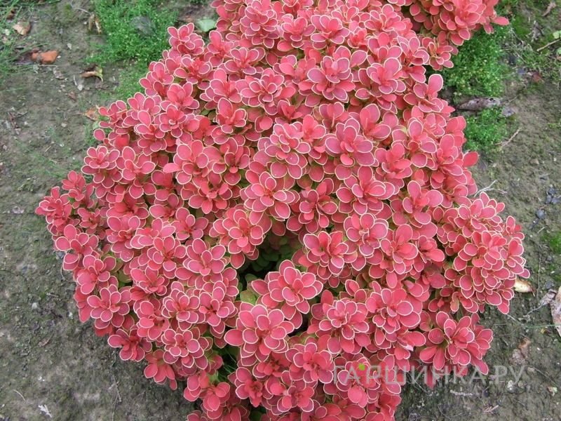 Барбарис Тунберга Руби Стар