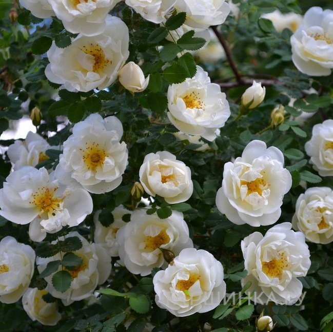 Шиповник белый