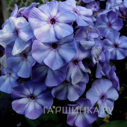 Флокс Блу Бой метельчатый