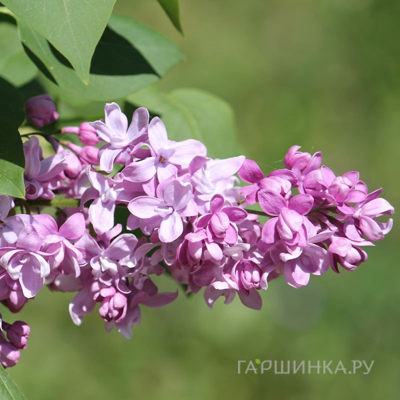 Сирень Богдан Хмельницкий