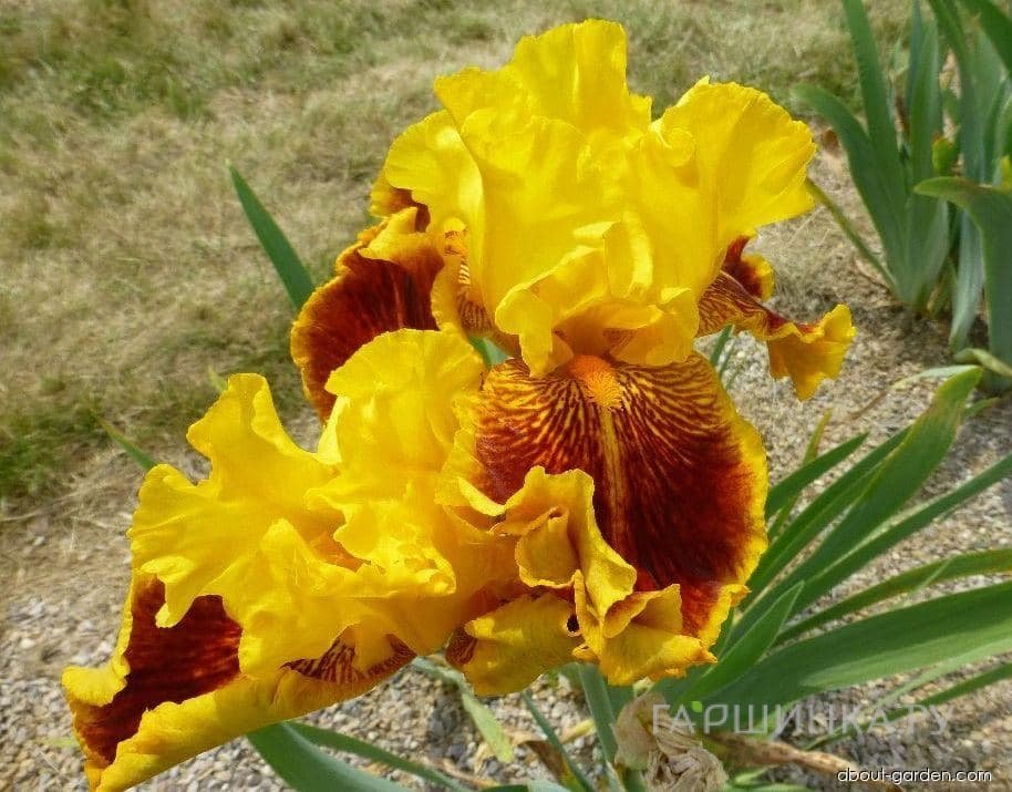 Ирис Даззлинг Голд