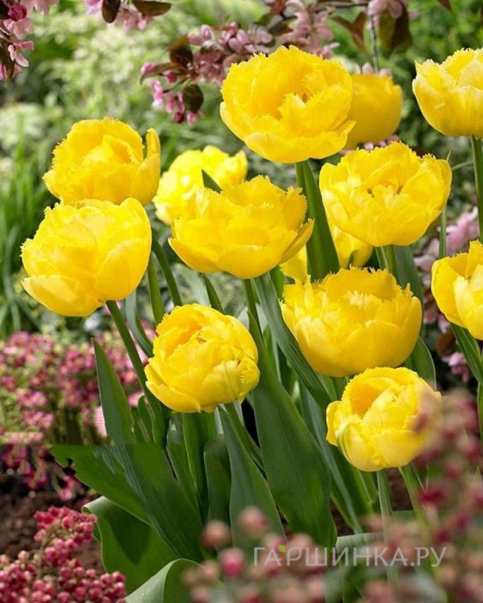 Тюльпан Экзотик Сан бахромчатые 5шт