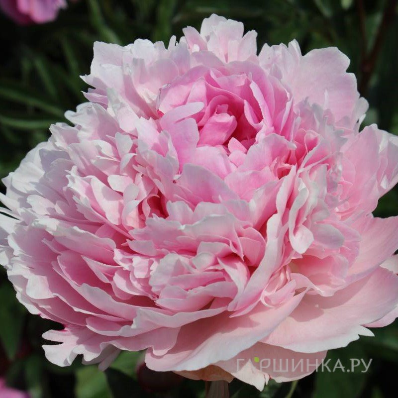 Пион Элис Хардинг