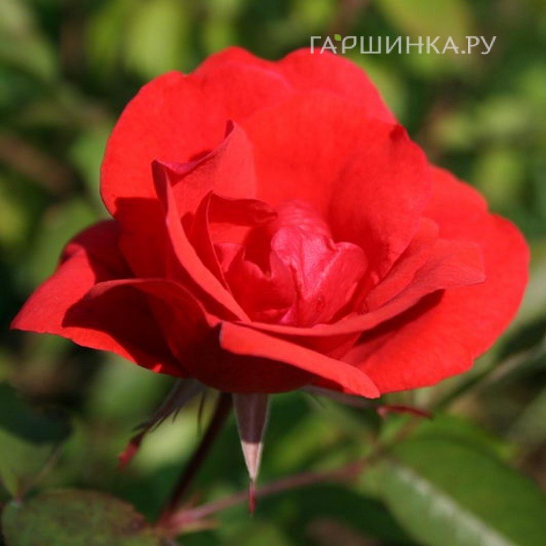 Роза Морден Файрглоу канадская парковая (лиц)