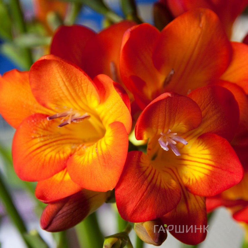 Фрезия махровая Дабл Оранж 10шт.