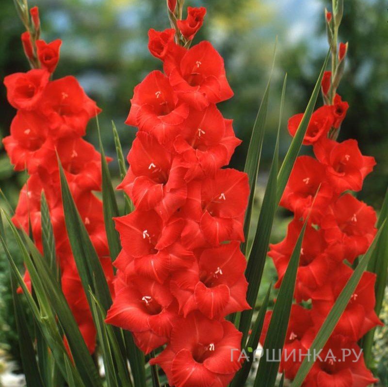 Гладиолус крупноцветковый Матчпоинт 7шт.