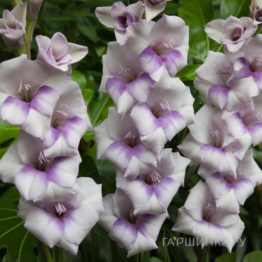 Гладиолус крупноцветковый Кондор Пасса 5шт