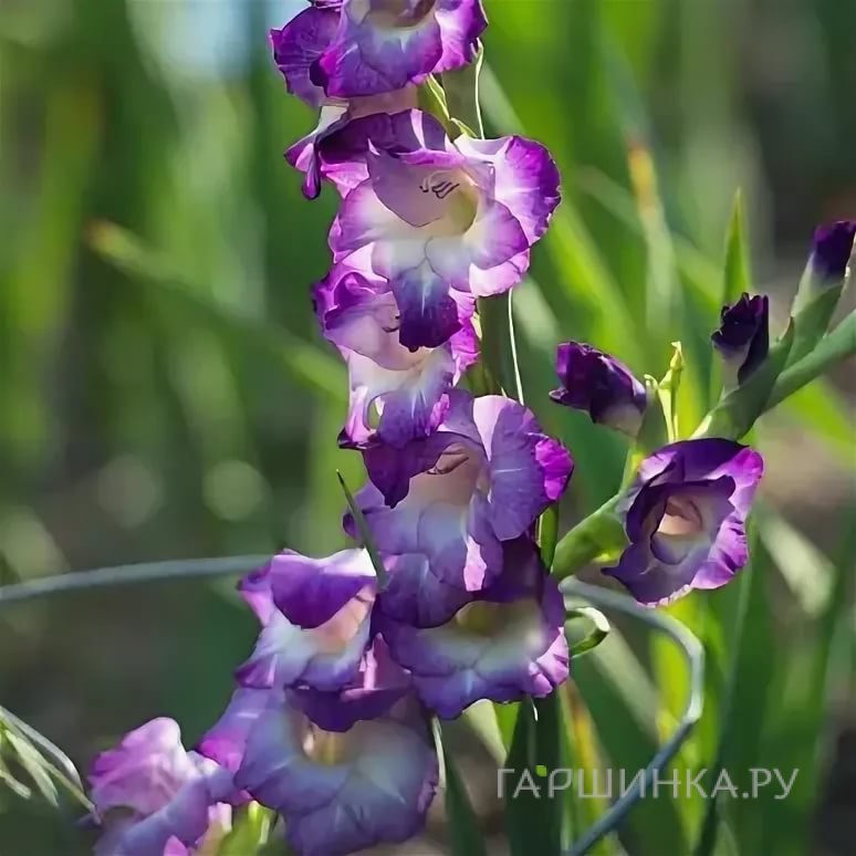 Гладиолус Кингс Линн 5 шт