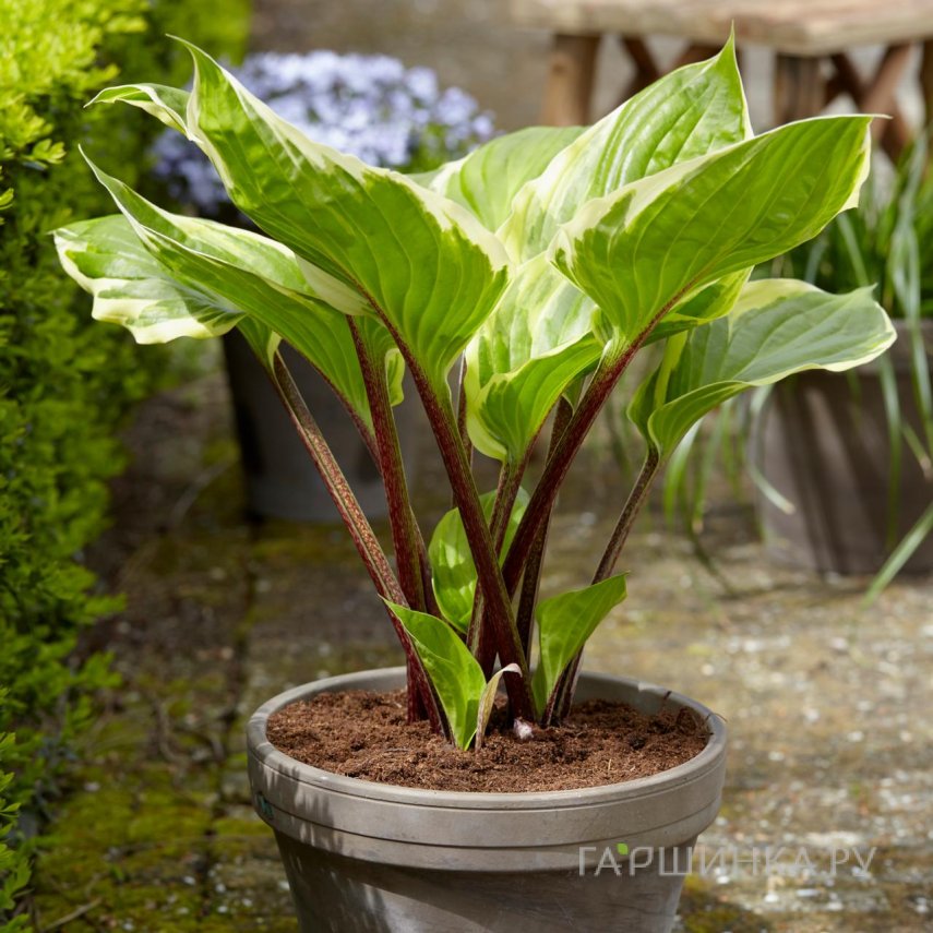 Хоста Сорбет (SM)