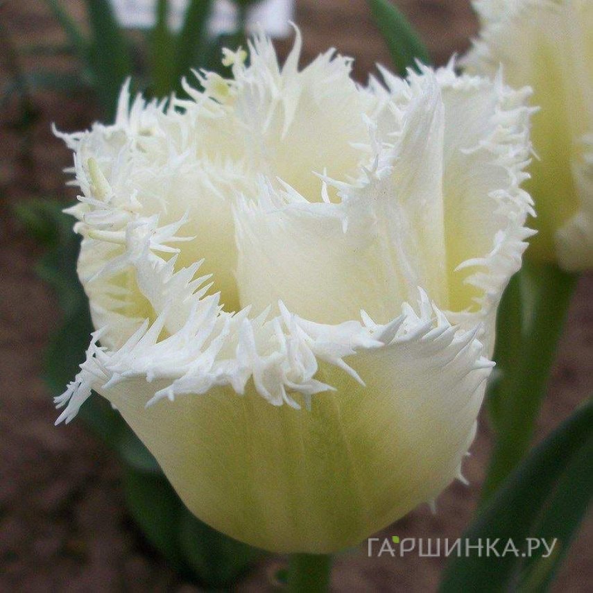 Тюльпан Ханимун бахромчатый 5шт.