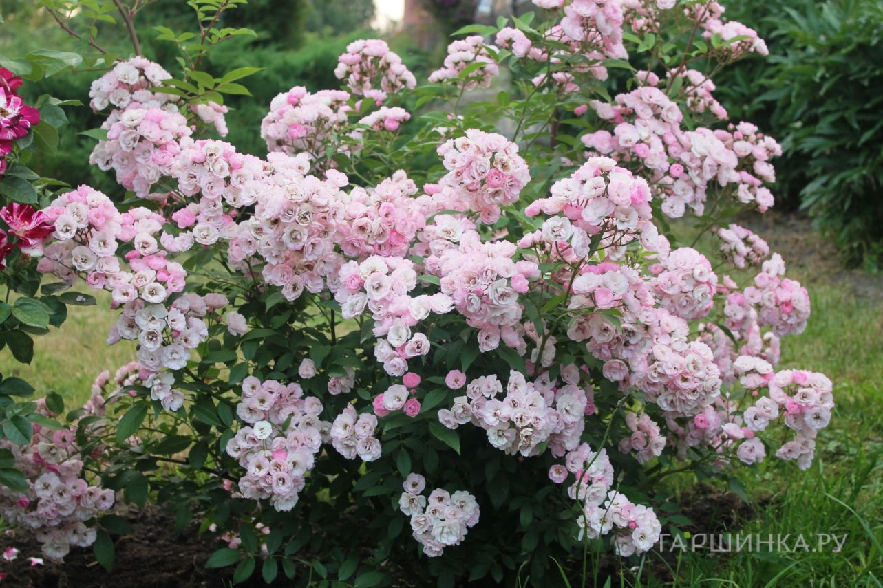 Роза Хэвенли Пинк мускусная, Ленс (лиц)