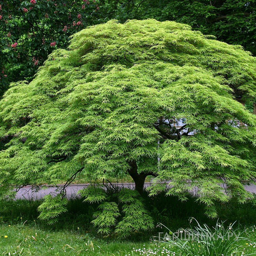 Клен веерный