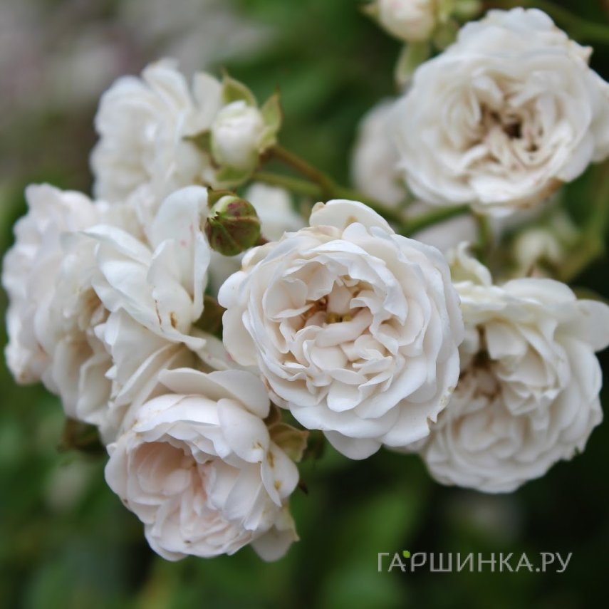 Роза Кристал Фейри Тантау (лиц)