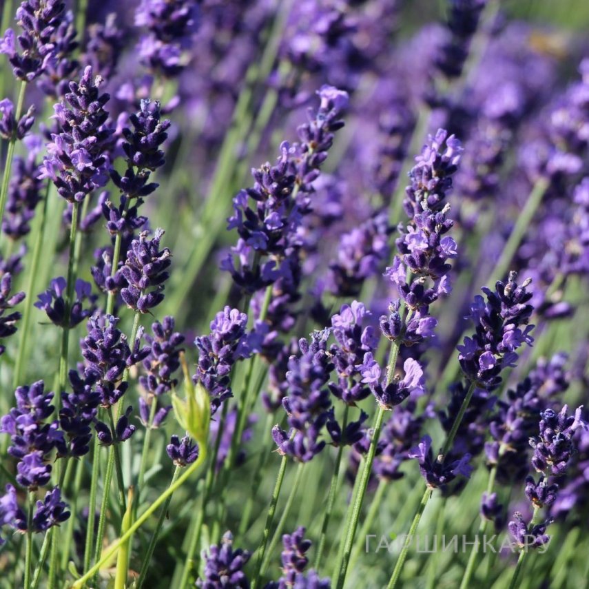 Лаванда Хидкот