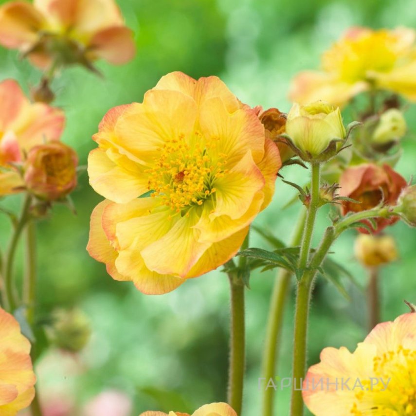 Гравилат Сенсейшн Липстик