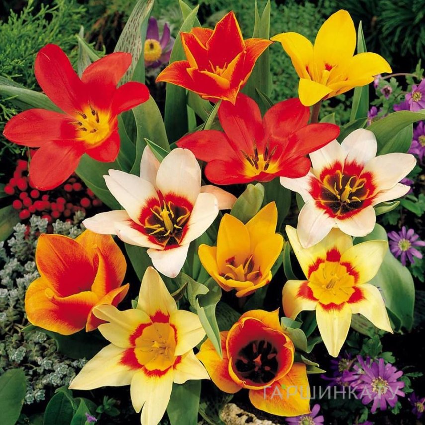 Тюльпаны видовые МИКС 10шт