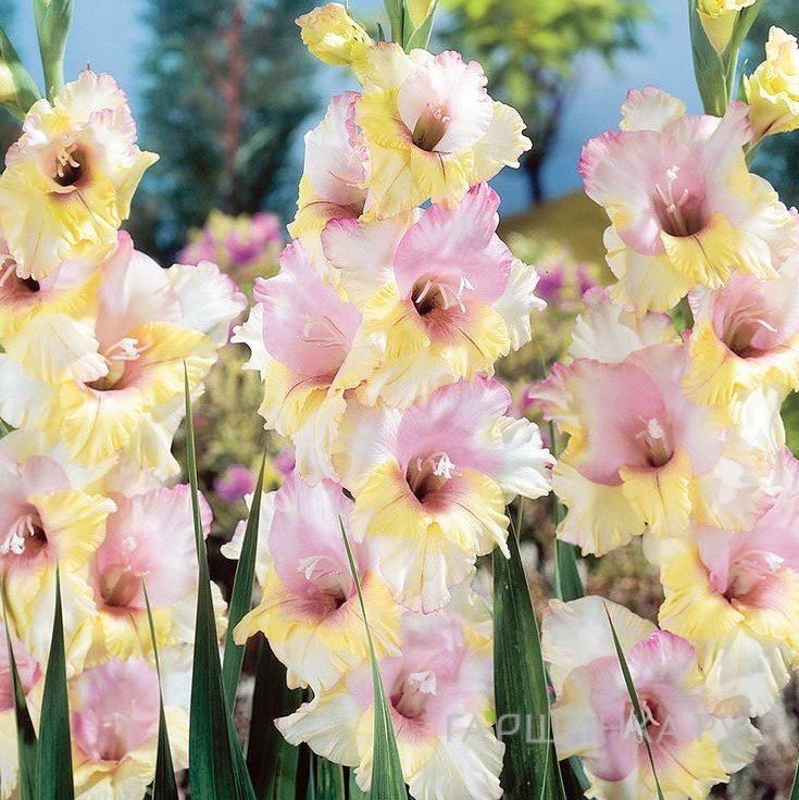 Гладиолус Мон Амур 5 шт