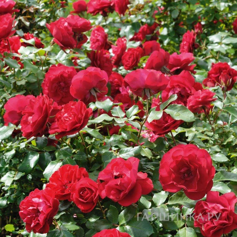 Роза Мона Лиза/Руж Мейлав, Мейян (лиц)