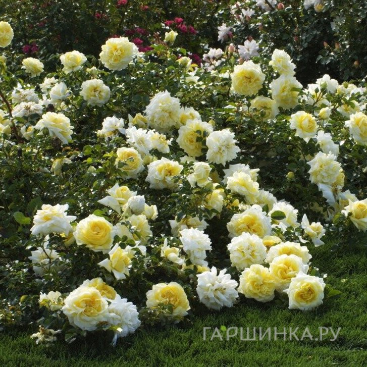 Роза Надя Мейдиланд, Мейян (лиц)