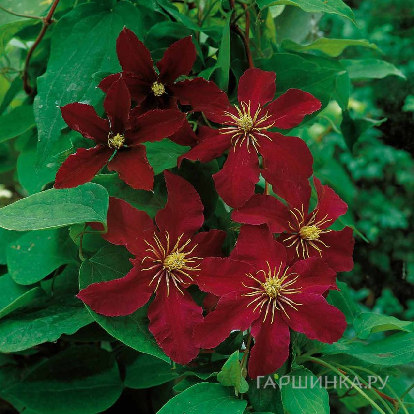 Клематис Ниобе крупноцветковый (3)