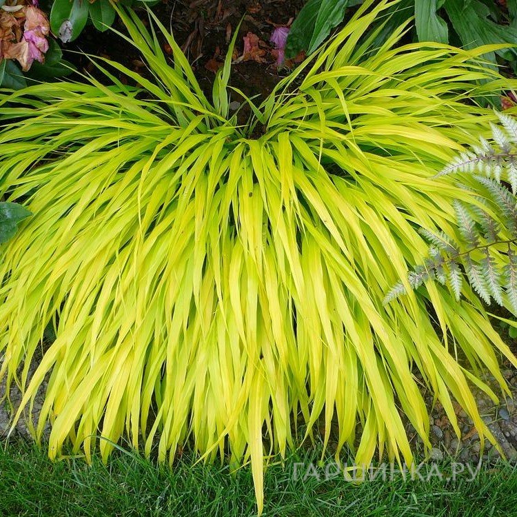 Хаконехлоа Олл Голд