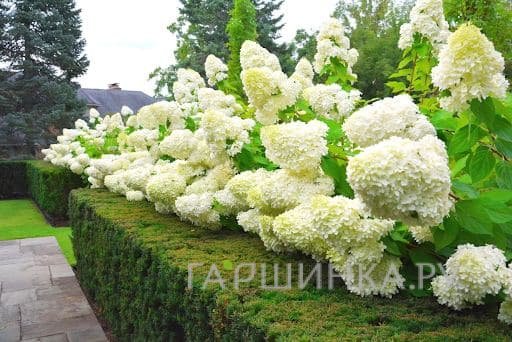 Живая изгородь: Гортензия Лаймлайт 10шт