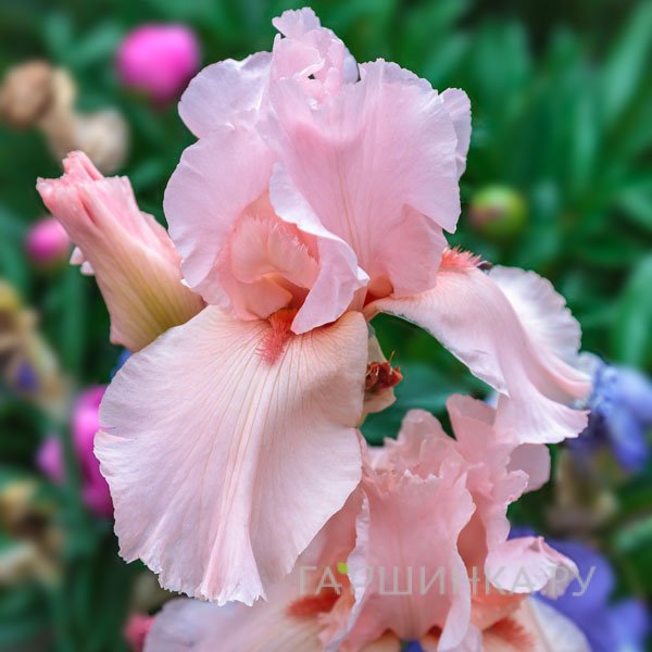 Ирис бородатый Пинк Хоризон