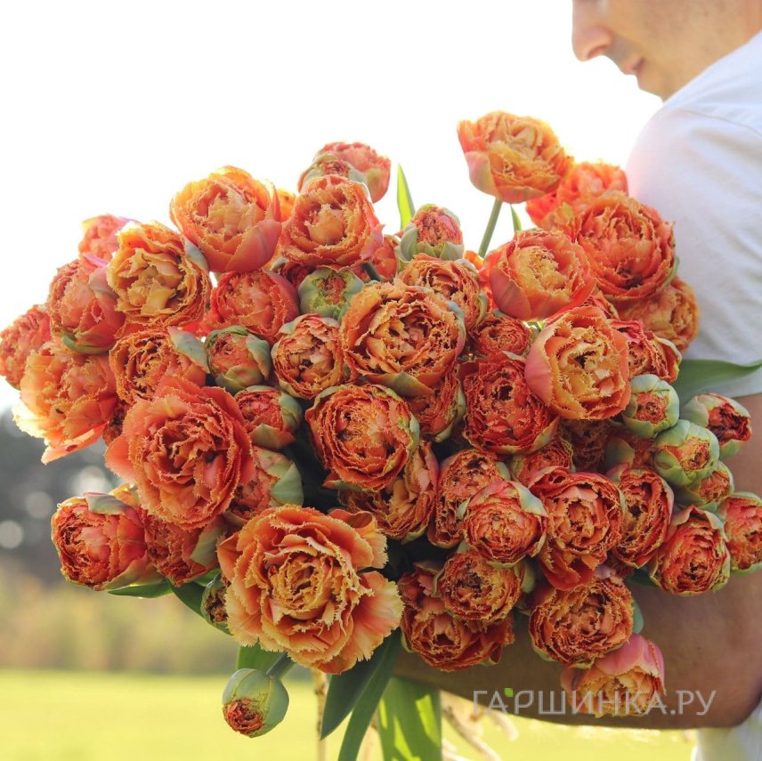 Тюльпан Сеншуал Тач бахромчатый 5шт.