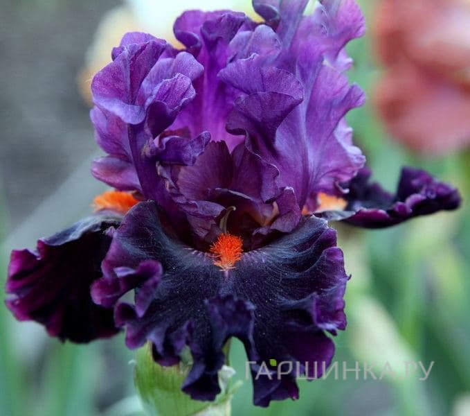 Ирис Шарп Дрест Мен