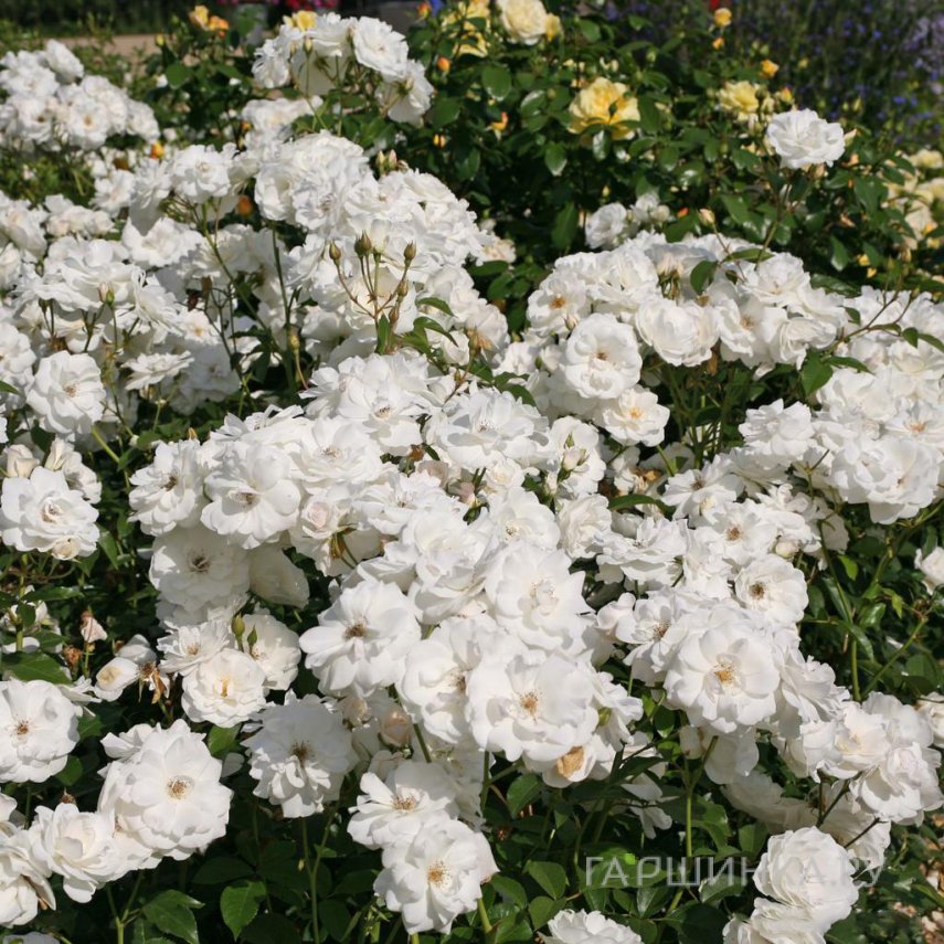 Роза Шнеевитхен, Кордес (лиц)