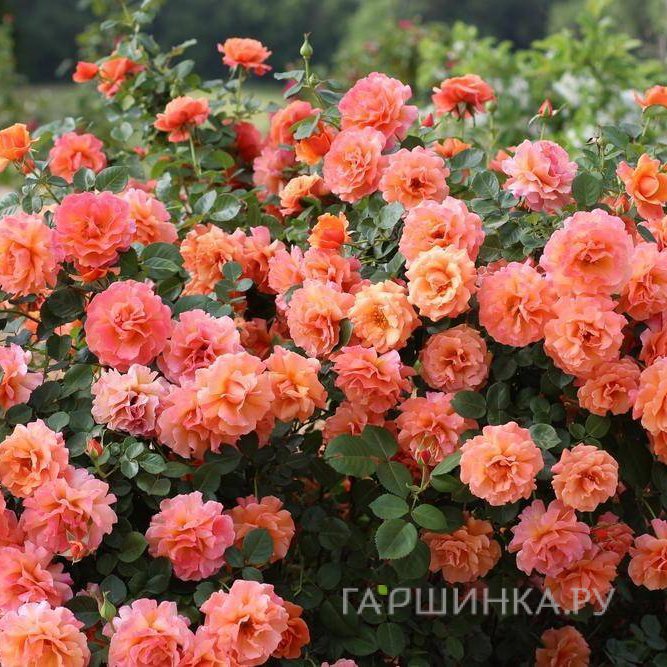 Роза Шоне фон Зи, Кордес (лиц)