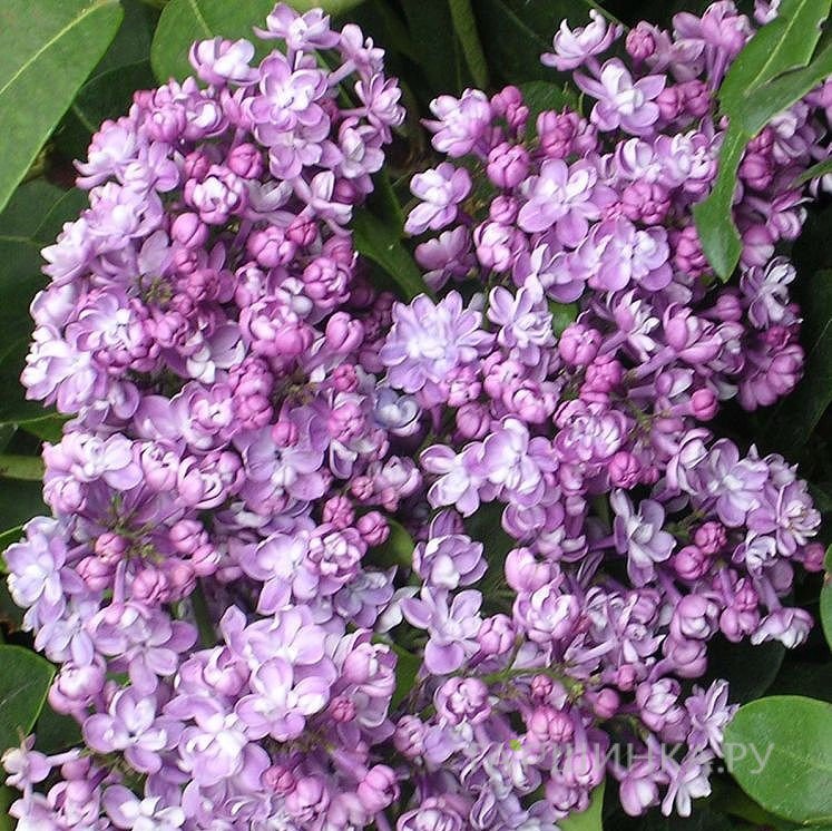 Сирень Колхозница