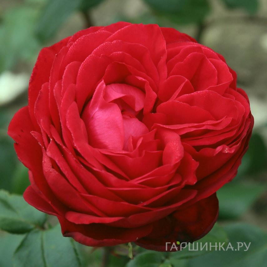 Роза Тиамо чайно-гибридная, Топалович (лиц)