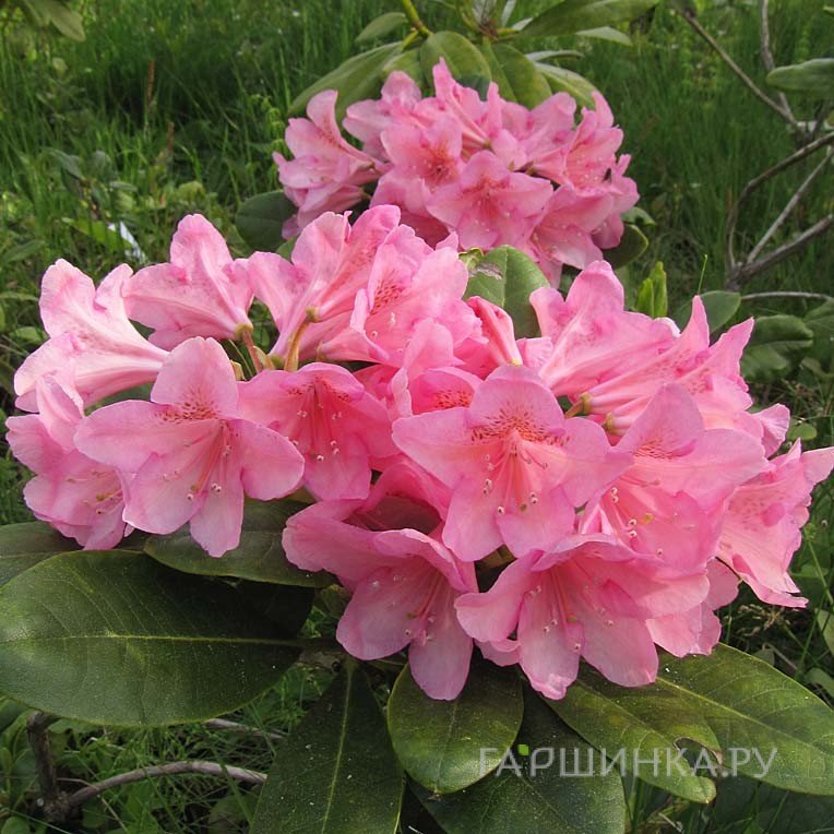 Рододендрон гибридный Хельсинский Университет